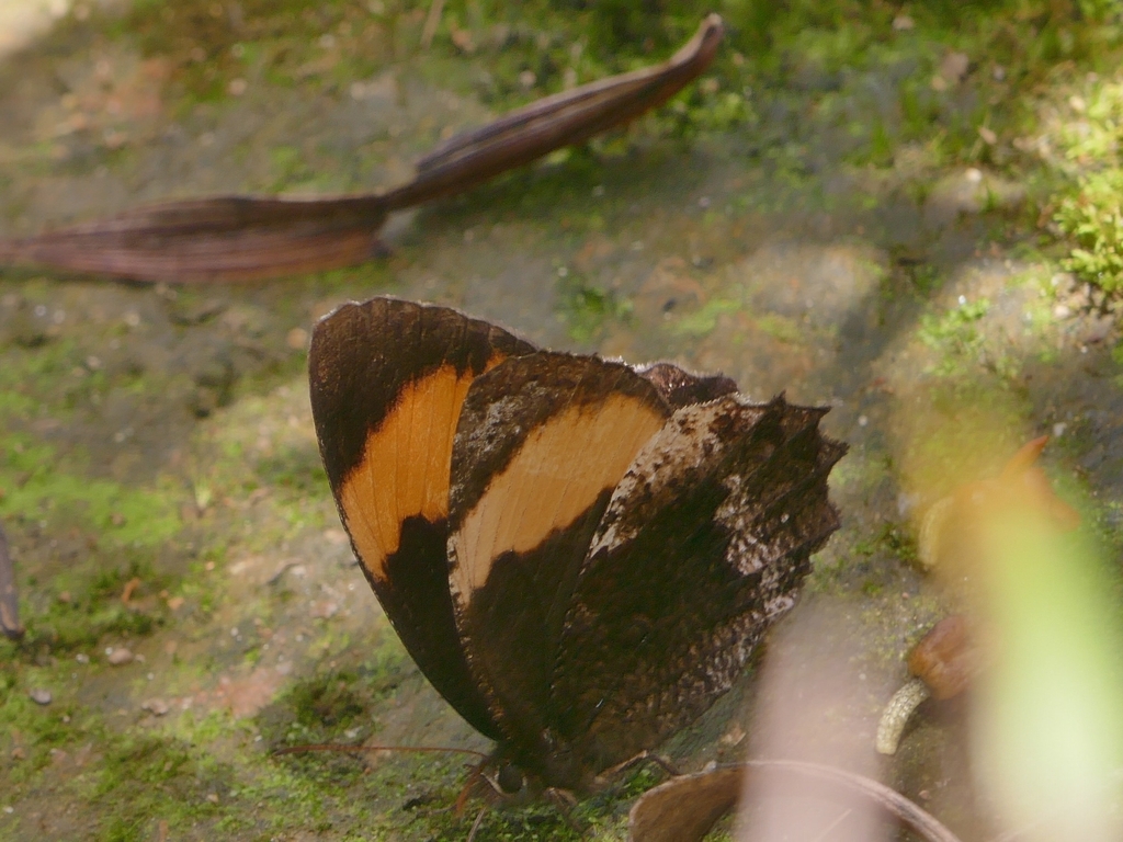 Pedaliodes praxithea