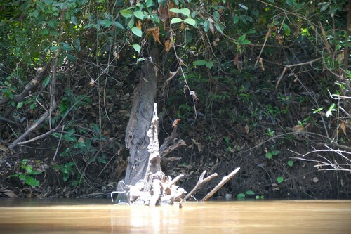 Malachite Kingfisher