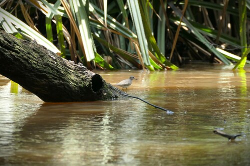 Common Sandpiper