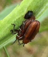 Microrhopala vittata