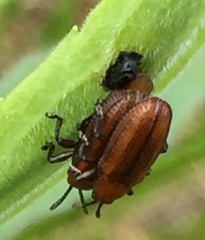 Microrhopala vittata