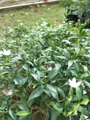 Tabernaemontana divaricata