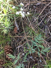 Lomatium geyeri