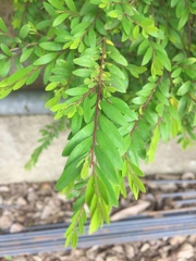 Phyllanthus myrtifolius