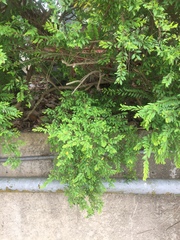 Phyllanthus myrtifolius