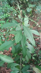 Ardisia squamulosa