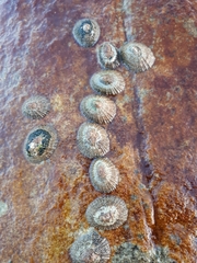 Scutellastra granularis