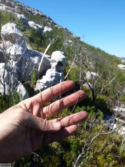 Heliophila linearis linearifolia