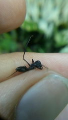 Gigantiops destructor