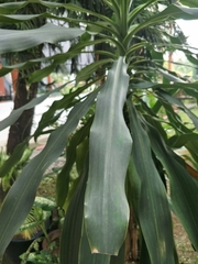 Dracaena fragrans