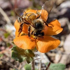Apis mellifera