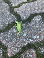 Zabalius ophthalmicus