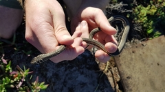 Psammophis leightoni