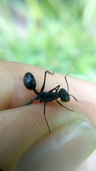 Gigantiops destructor