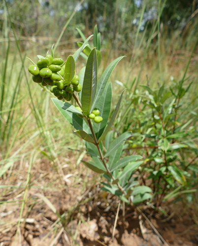 Searsia kirkii