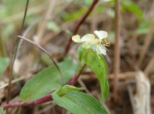 African Yellow Dayflower