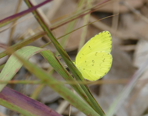 African Savanna Grass Yellow