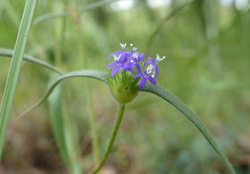 Spermacoce dibrachiata