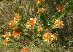 Pultenaea tuberculata