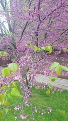 Cercis canadensis