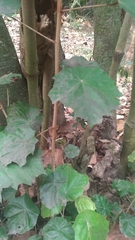 Pterospermum acerifolium