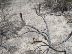 Peniocereus greggii