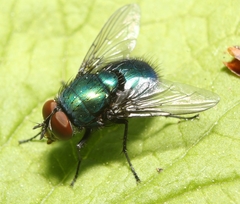 Lucilia illustris