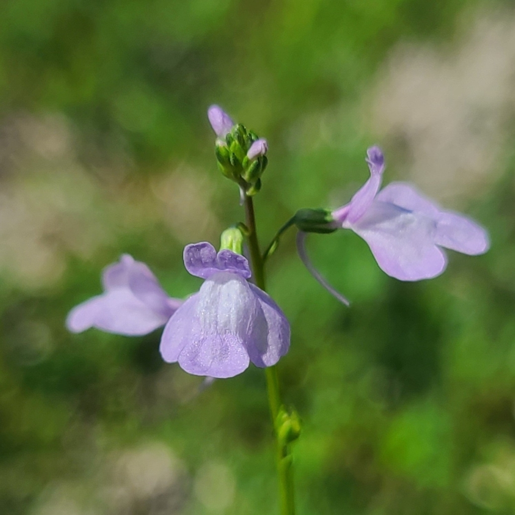 blue toadflax from Orange Beach, AL, USA on March 16, 2024 at 01:56 PM ...