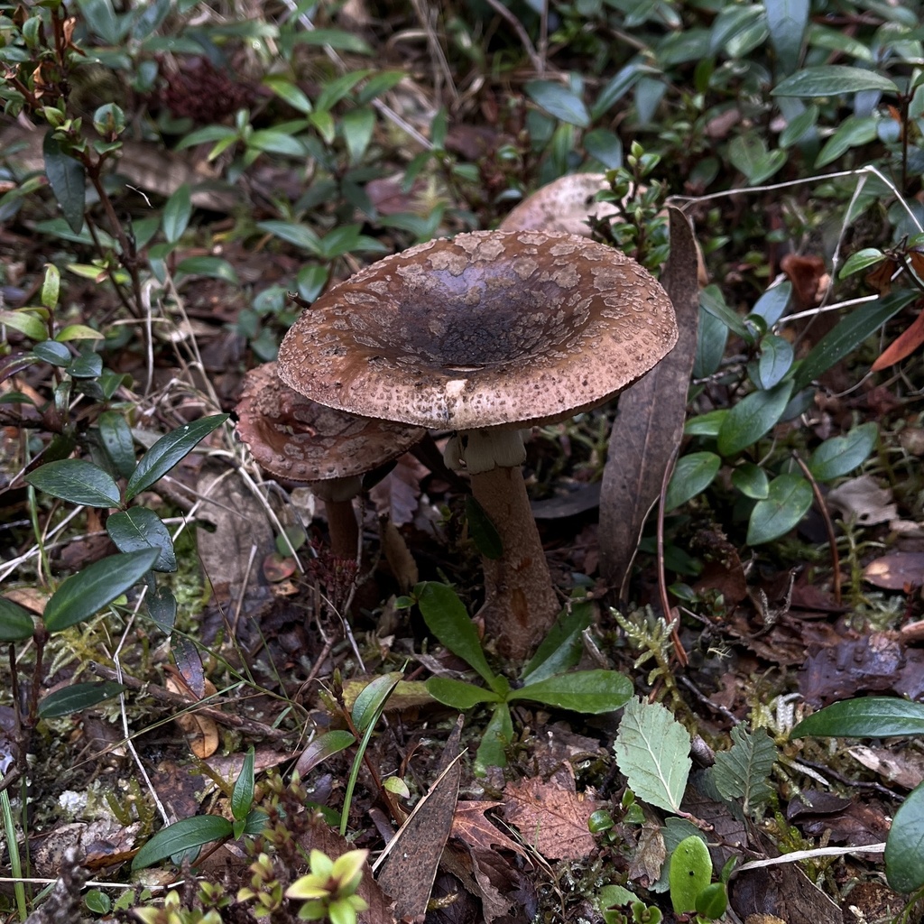 Amanita rubescens · April 2024 · photo: © cristianriquelme (iNaturalist, cc-by)