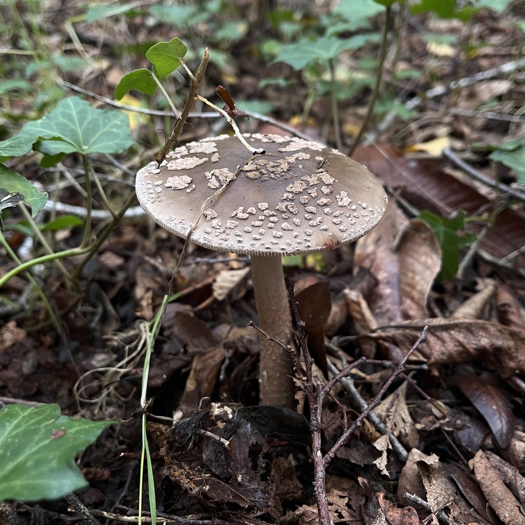 Amanita rubescens · April 2024 · photo: © cristianriquelme (iNaturalist, cc-by)
