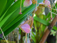 Hoya obscura