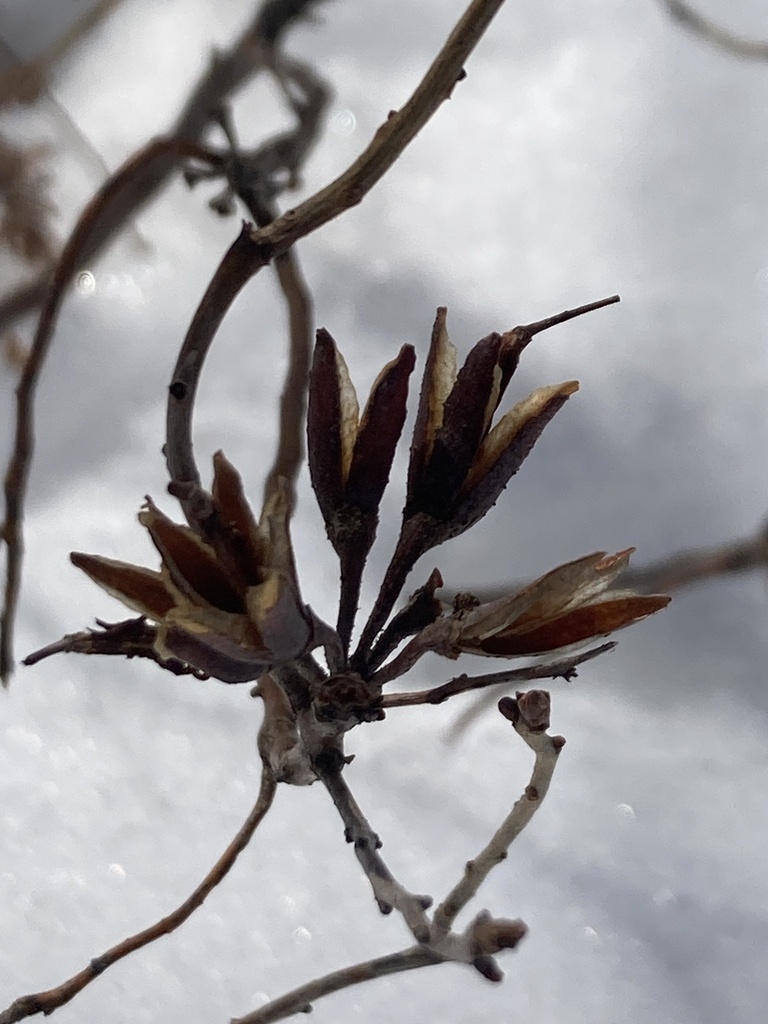 Rhodora from Jefferson, NH, US on April 8, 2024 at 10:29 AM by skyev ...