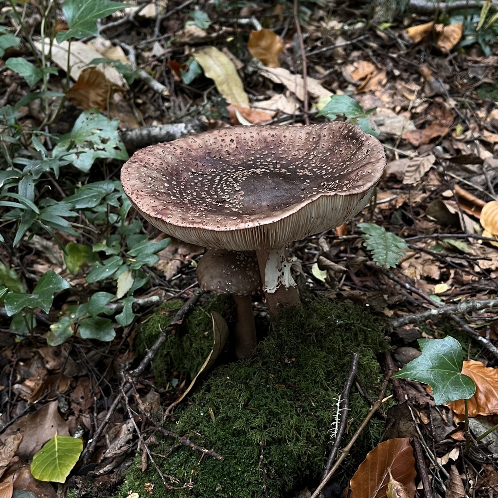 Amanita rubescens · April 2024 · photo: © cristianriquelme (iNaturalist, cc-by)