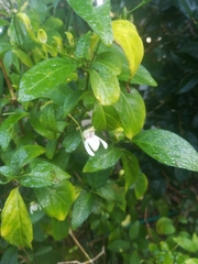 Justicia campylostemon