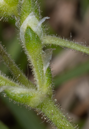 Penkiakuokė glažutė nuotrauka