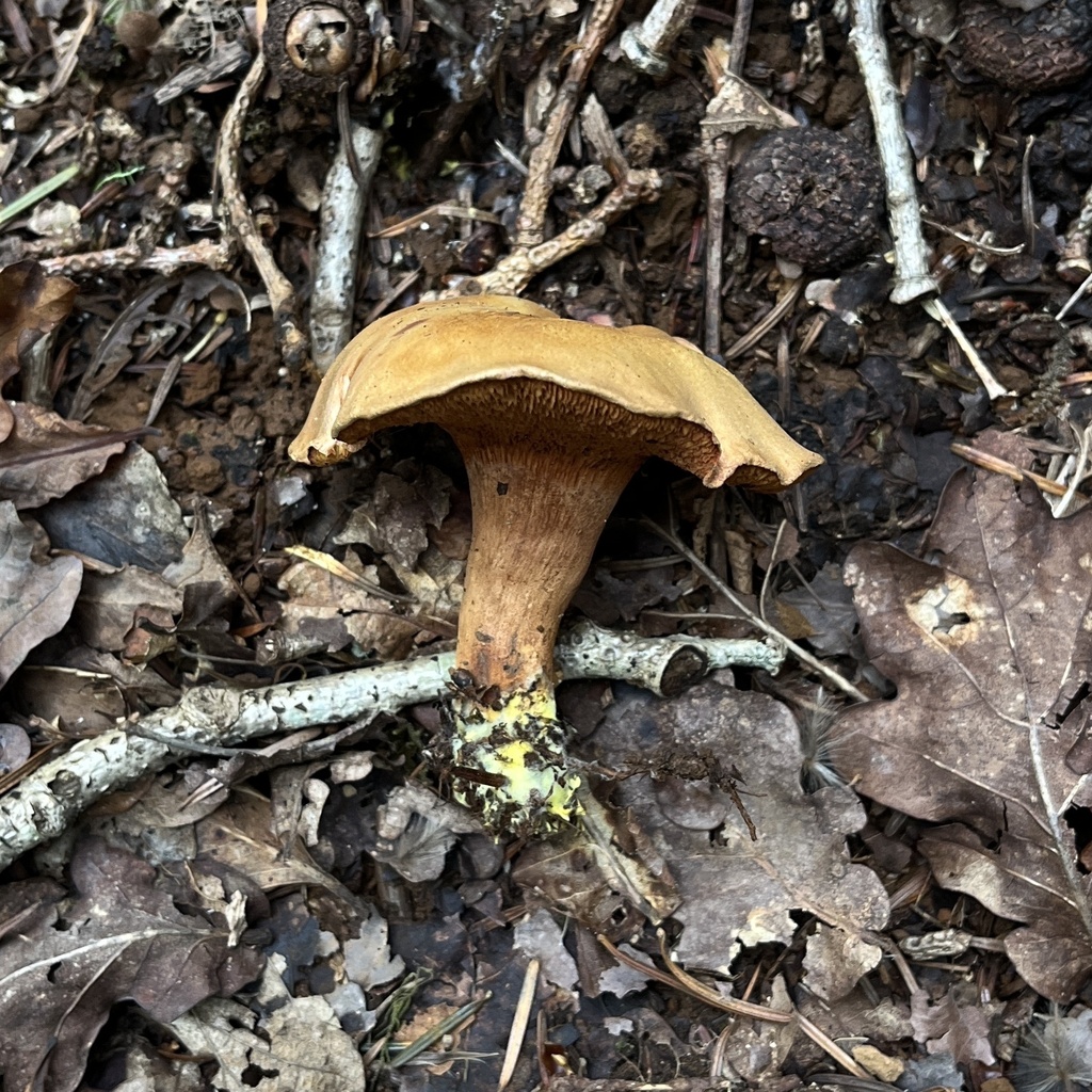 Chalciporus piperatus · April 2024 · photo: © cristianriquelme (iNaturalist, cc-by)