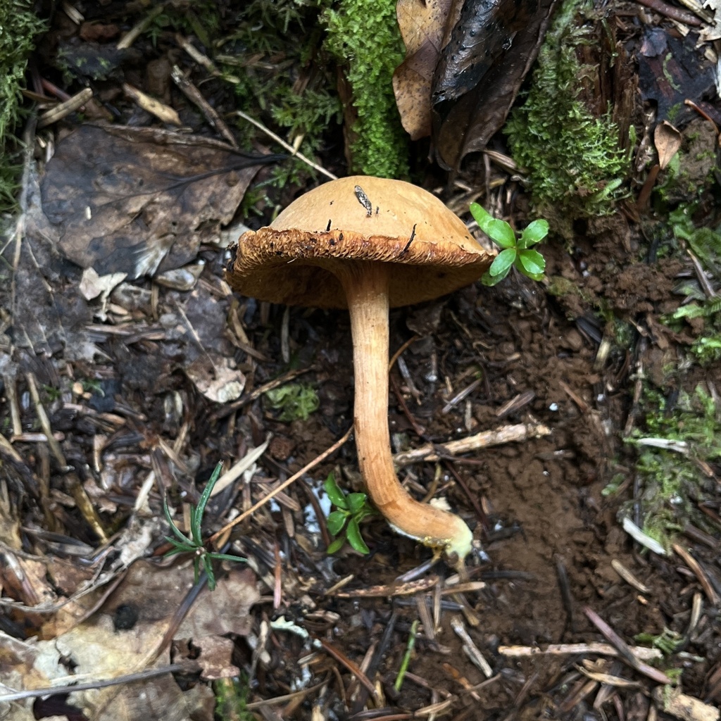 Chalciporus piperatus · April 2024 · photo: © cristianriquelme (iNaturalist, cc-by)