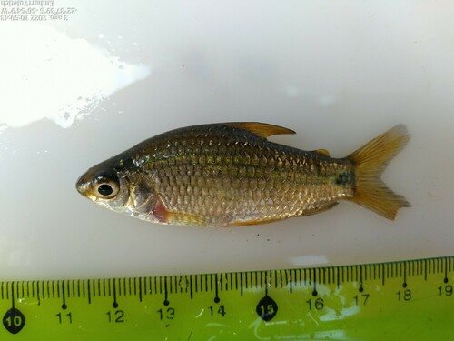 Speckled curimata (Steindachnerina conspersa) — Curimatidae