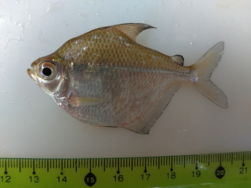 Paraguay silver dollar (Poptella paraguayensis) — Characidae
