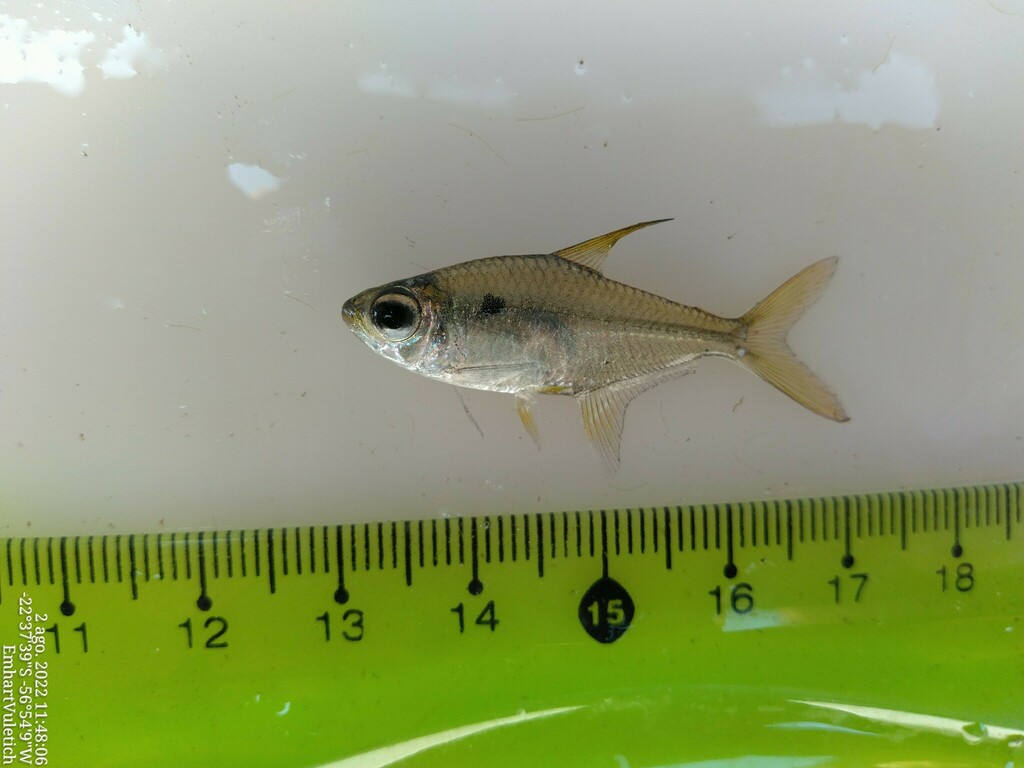 Moon tetra (Hemigrammus lunatus) — Characidae
