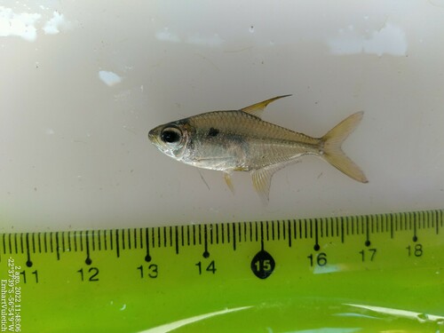Moon tetra (Hemigrammus lunatus) — Characidae