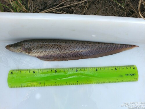 Pantanal banded knifefish (Gymnotus pantanal) — Gymnotidae