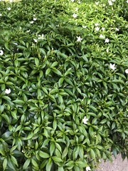 Tabernaemontana divaricata