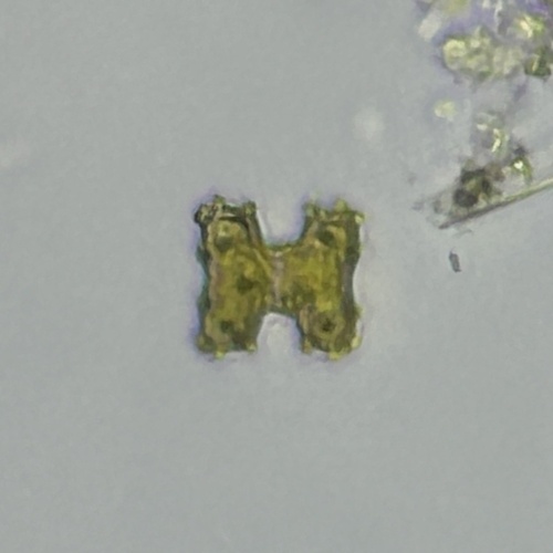 Cosmarium regnesi