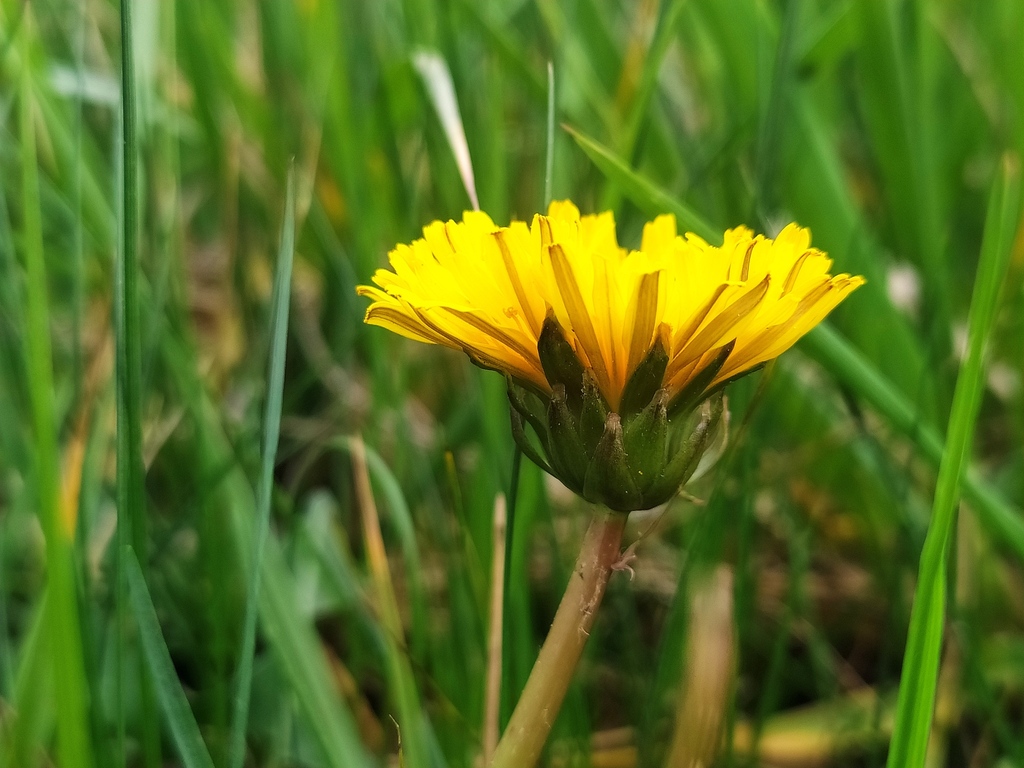 Taraxacum copidophyllum