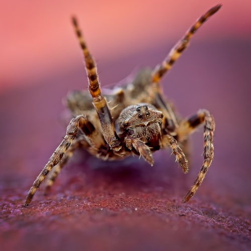 Starbellied Orbweaver photo 3