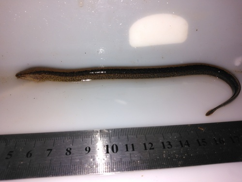 Madeira swamp eel (Synbranchus madeirae) — Synbranchidae — 3