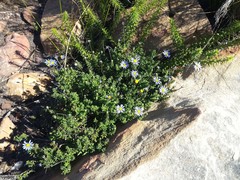 Felicia aethiopica