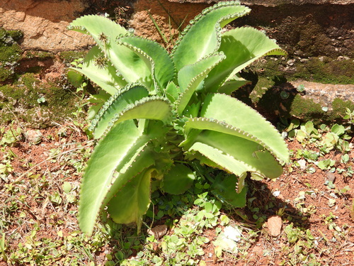 Kalanchoe laetivirens