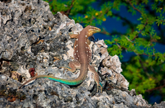 Laurent'S Whiptail